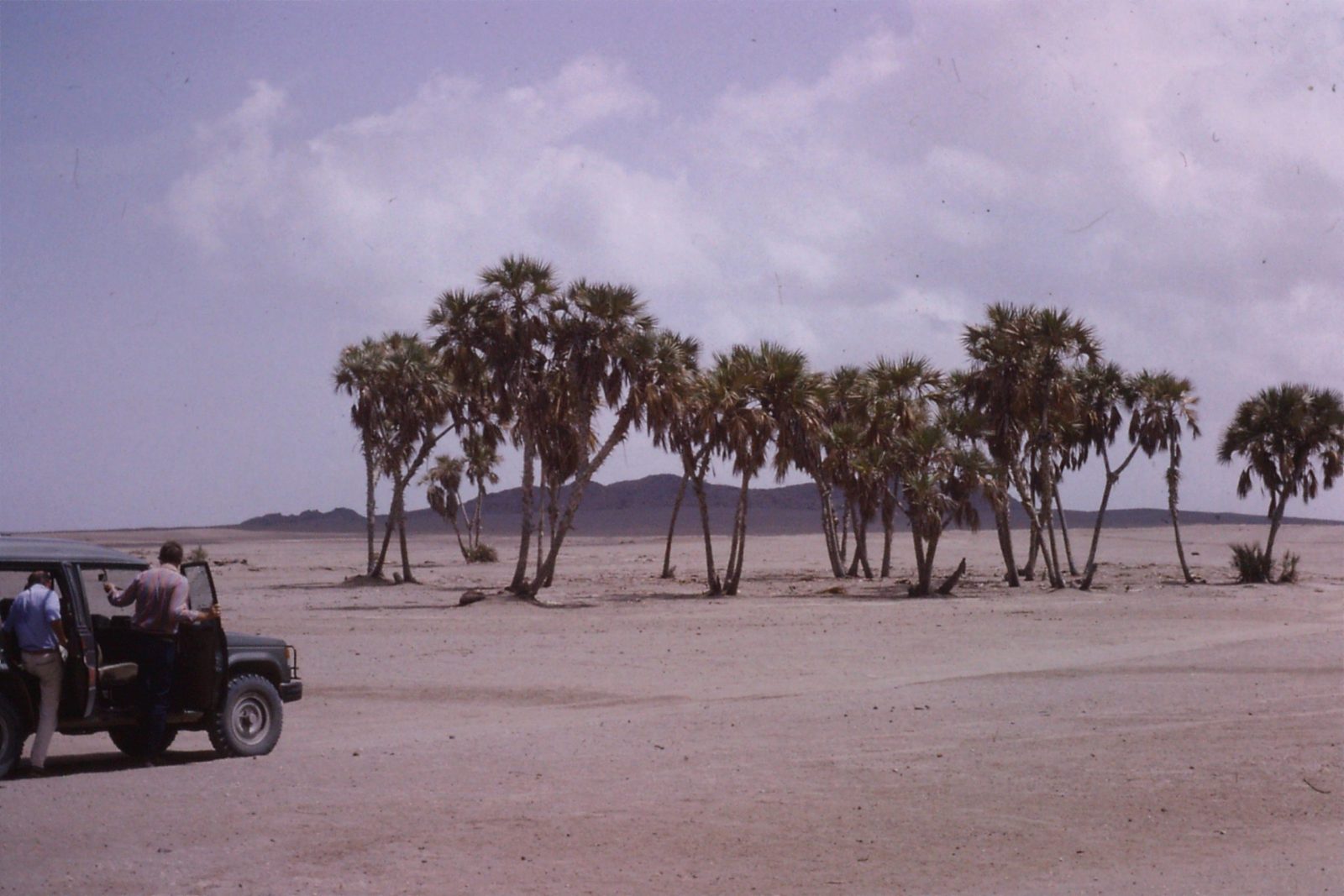 Tihama Plain in Yemen 1988