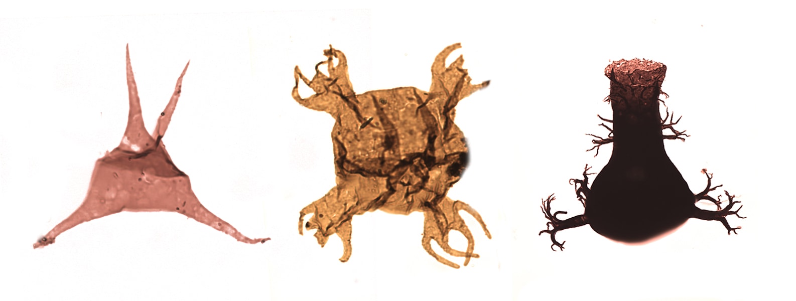 PetroStrat Palynology Biostratigraphy Acritarch and Chitiozoa