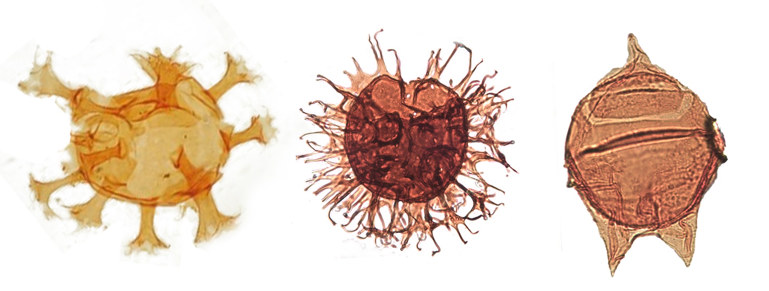 PetroStrat Palynology Biostratigraphy Dinocyst Dinoflagellate Banner