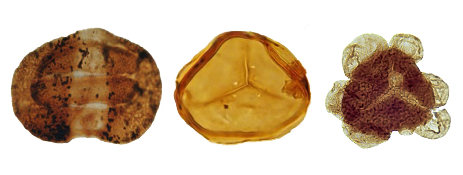 PetroStrat Palynology Biostratigraphy Spores and Pollen Banner