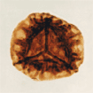 Limbosporites lundbladii PetroStrat
