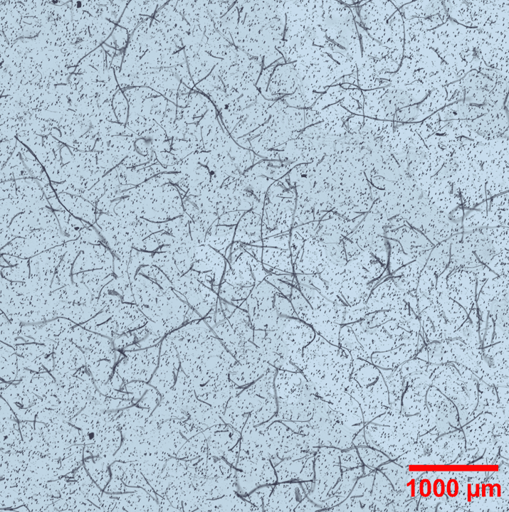 PetroStrat Microplastic Sample S3C1 brightfield cropped with scale bar