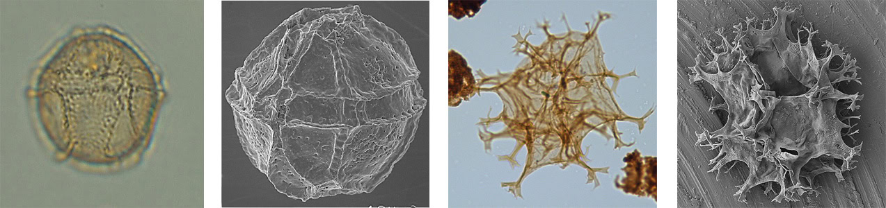 Saliah Mahdi Enhancing dinoflagellate cyst classification through combined LM and SEM analysis Photo Plate