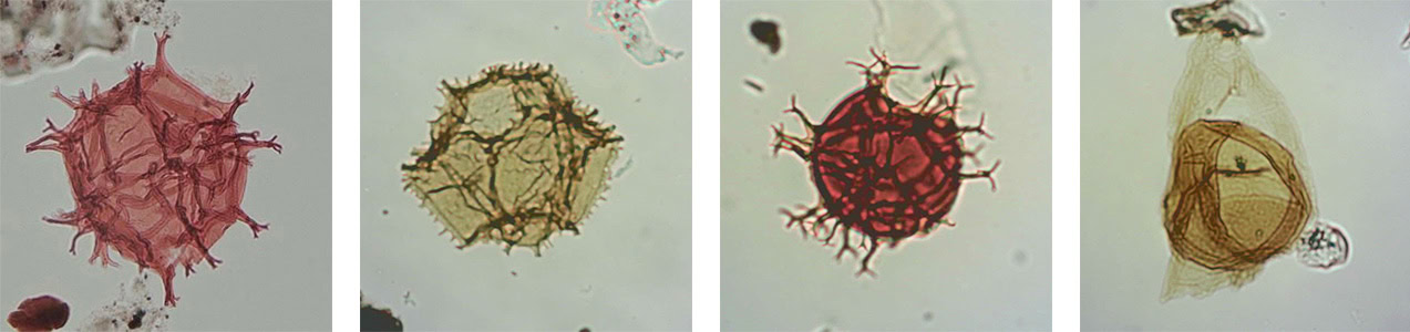 Saliah Mahdi New dinoflagellate species from the Paleocene (Thanatian) of the Norwegian North Sea Photo Plate