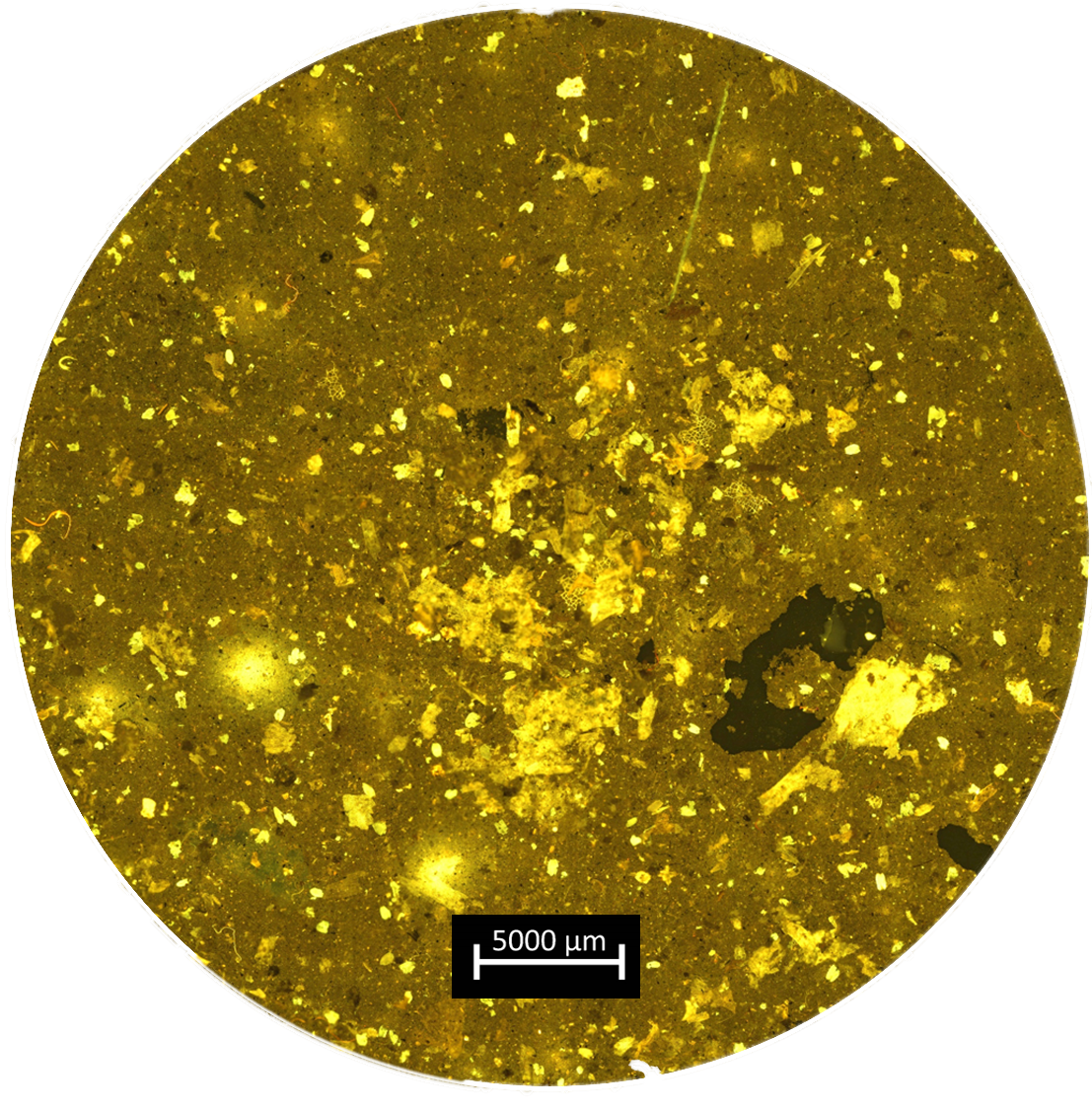 PetroStrat Fluorescence image of soil containing MP